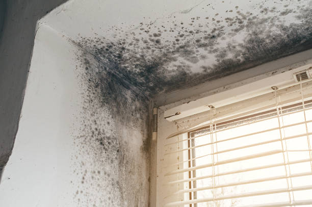Affordable Mold Cleanup solutions in Sadsburyville, PA